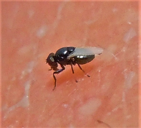 Ephydridae?